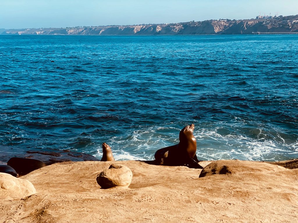 The Best Beaches in the US: La Jolla Cove Beach.