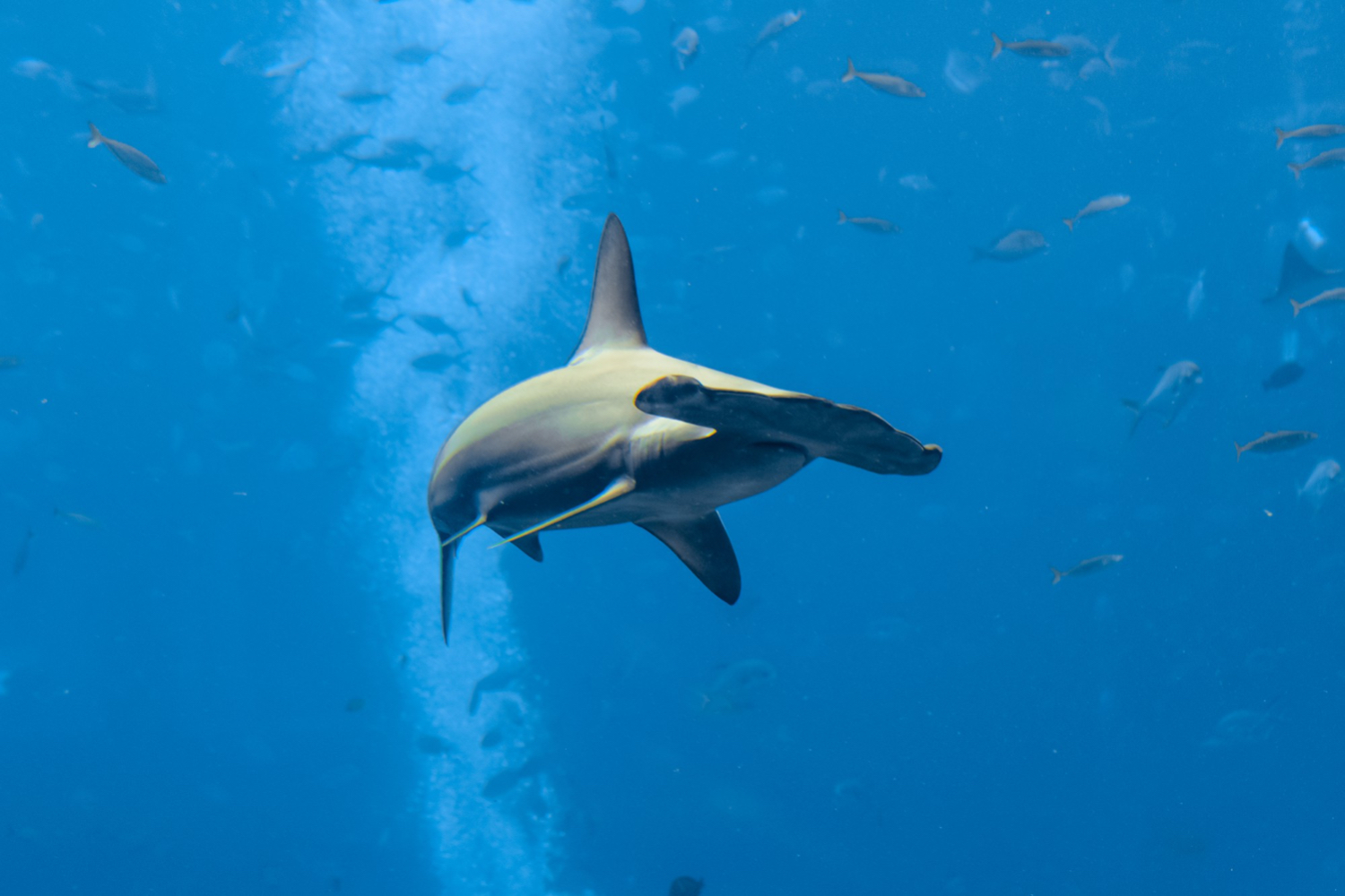 These are the best places for Shark Diving in the world.