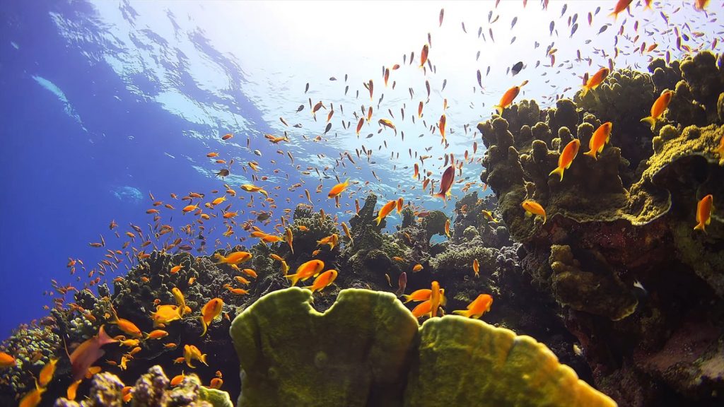 Our ultimate travel bucket list: the great barrier reef, Australia.