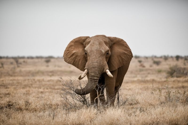 5 Gründe, warum du niemals auf Elefanten reiten solltest, selbst wenn du es kannst