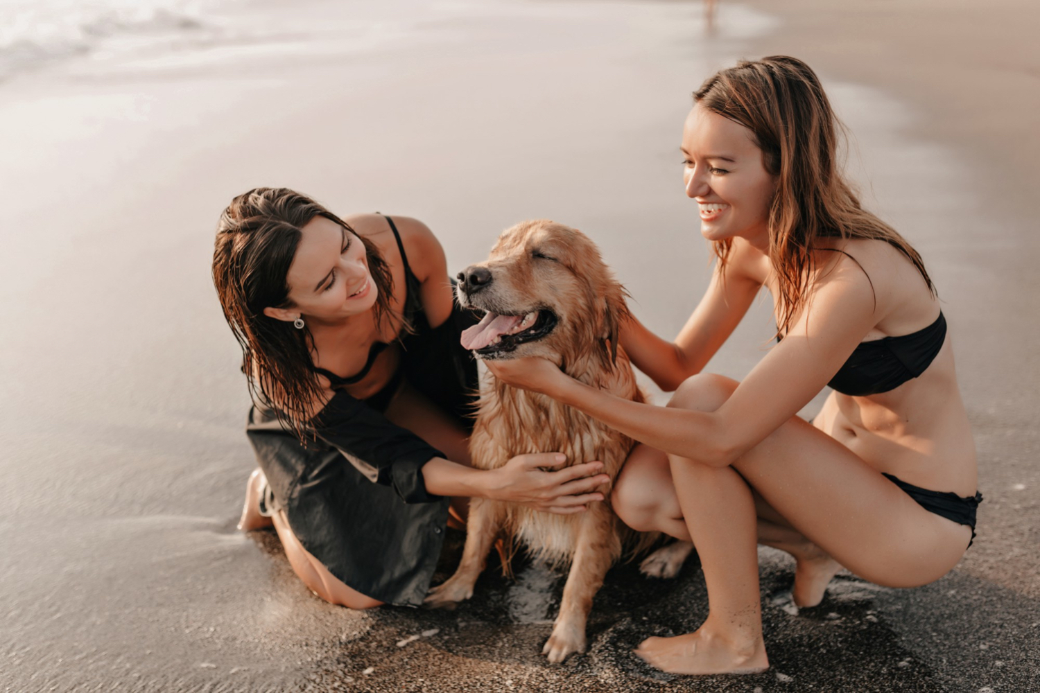 Descubre las mejores playas para perros de España