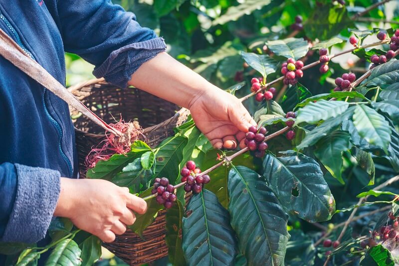 Guía de viaje sobre la ruta del café en Colombia