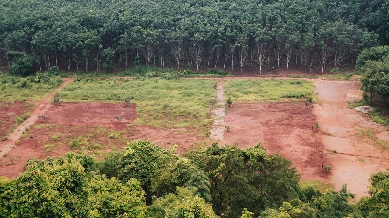 Infórmate sobre la problemática del aceite de palma en el Amazonas.