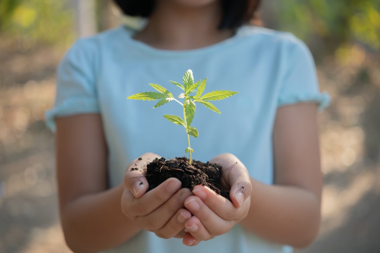 Cómo cultivar marihuana en exterior