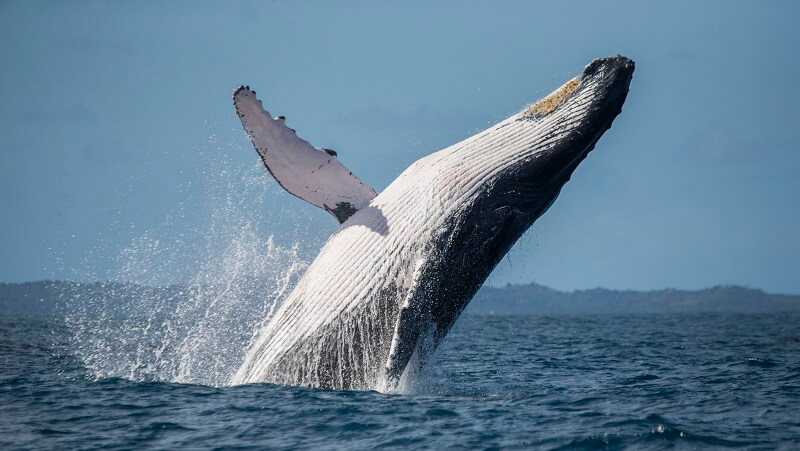 Prepara tu visita para el espectacular avistamiento de ballenas en Colombia.