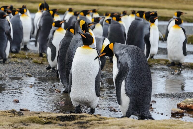 Todo sobre los pingüinos en Punta Arenas