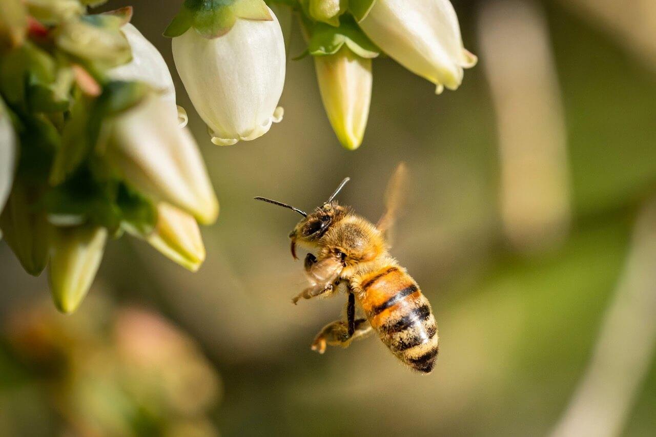 Entdecken Sie, warum Honigbienen vom Aussterben bedroht sind.