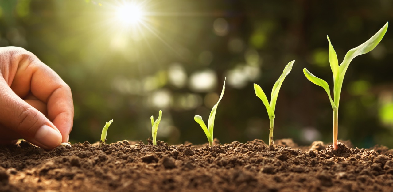 Learn how to germinate marijuana seeds.