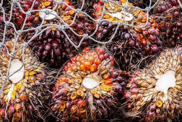 What are the environmental impacts of palm oil?