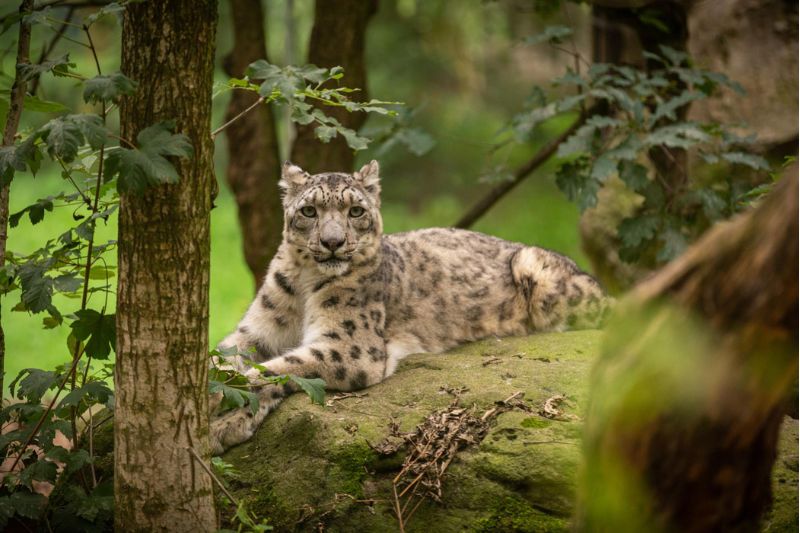 Leopardo de las Nieves en peligro de extinción: dónde vive y por qué está en peligro.