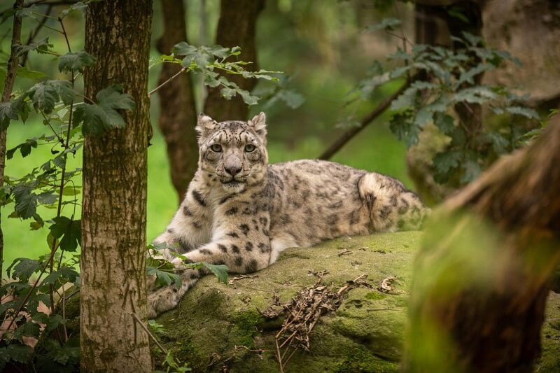 Discover why are snow leopards endangered!