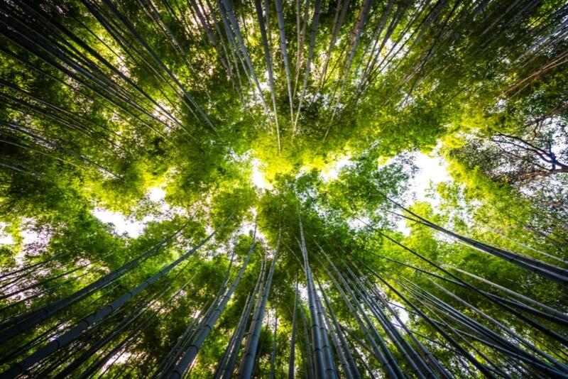 Ecosia: qué es y cómo ayuda a plantar árboles con tus búsquedas.