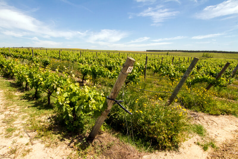 Visita à Rota dos vinhos do Alentejo, Portugal.