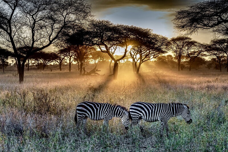 The ultimate guide about where to safari in Africa.