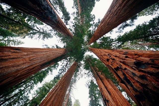 Parque Nacional Sequoia