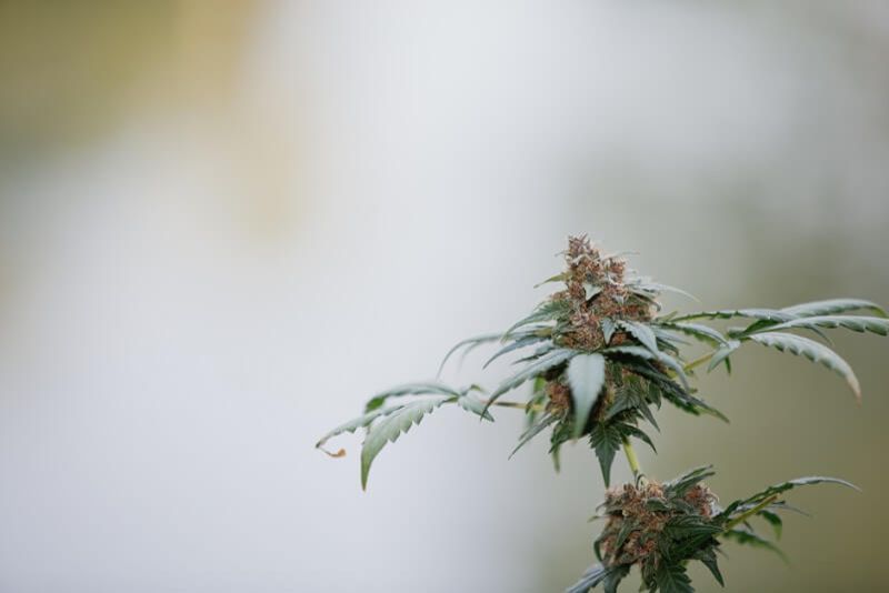 Learn how to fatten up buds before harvest