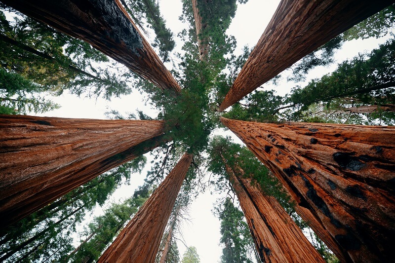 Descubra o parque nacional gigante de Sequoia, um paraíso único.