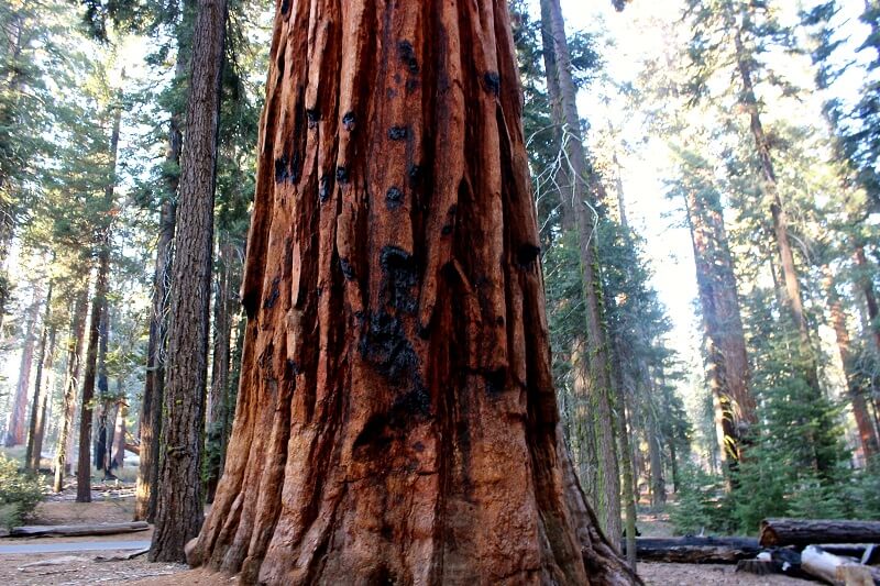 Visita el Parque Nacional Sequoia