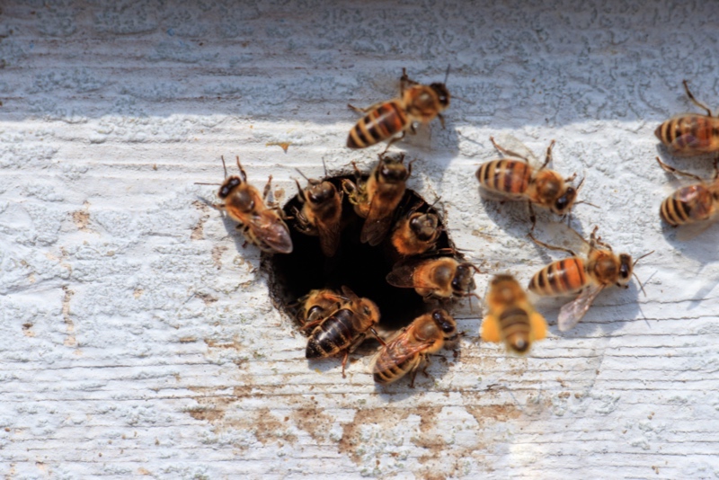 Las abejas robot y lo que pueden aportar