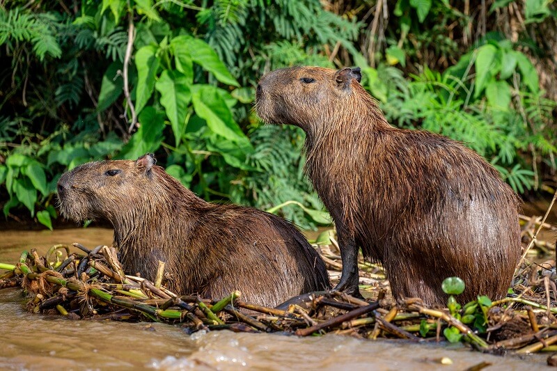 Pantanal: ecossistema destas dimensões e com estas características