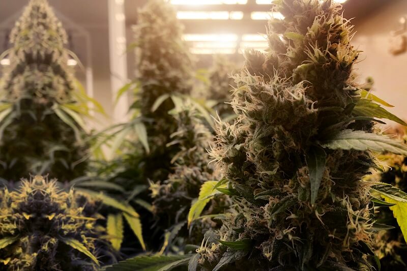 Descubre Cómo cultivar marihuanas en invierno