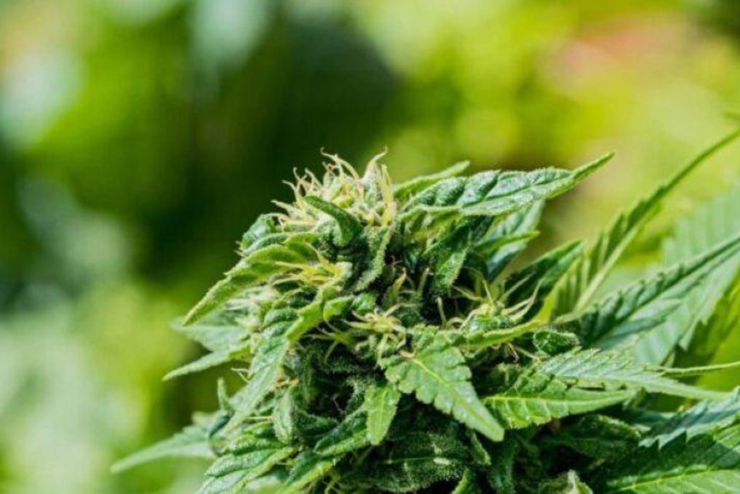 So klonen Sie eine Cannabispflanze: Entdecken Sie, wie der Prozess abläuft.