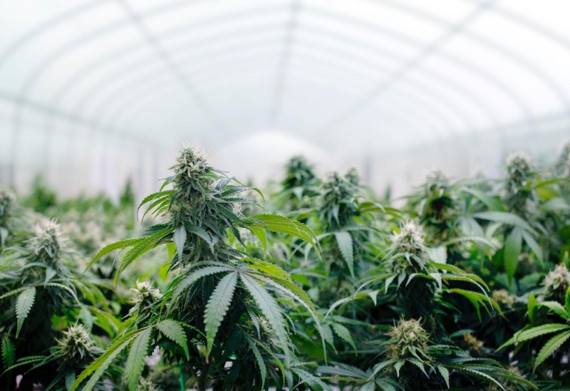 Master the art of indoor marijuana cultivation with our comprehensive guide