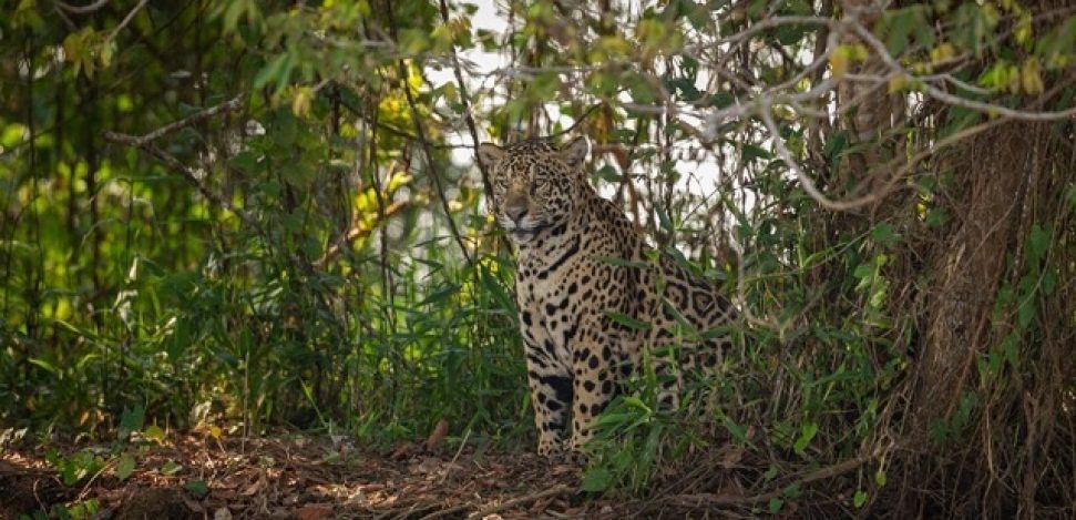 animales en vía de extinción en Colombia, tenemos que ayudar