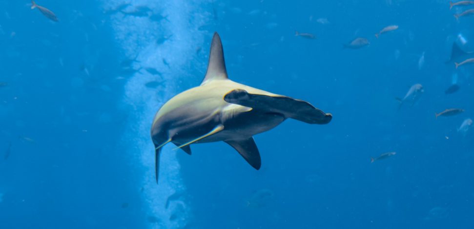 These are the best places for Shark Diving in the world.