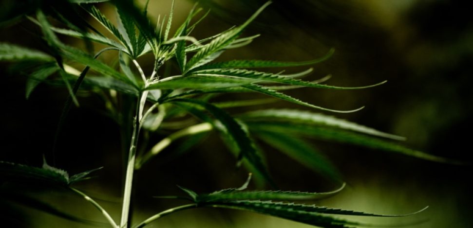 ¿Es legal tener plantas de marihuana en España? Descúbrelo.