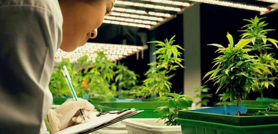 Fertigation system: revolutionizing marijuana growth