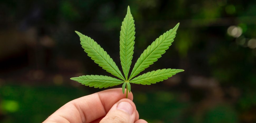 hand-holding-cannabis-leaf-against-blurred-background