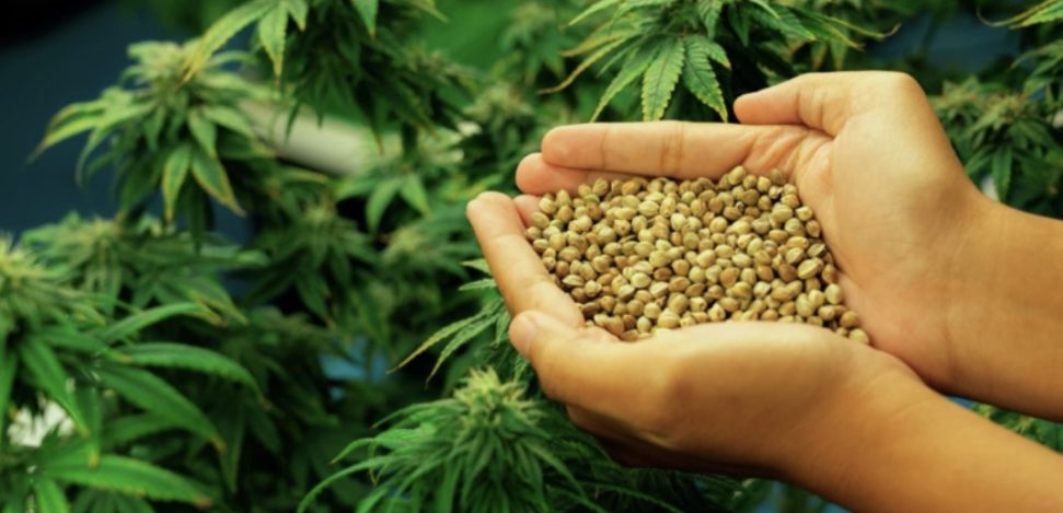 Check out the health benefits of hemp seeds.