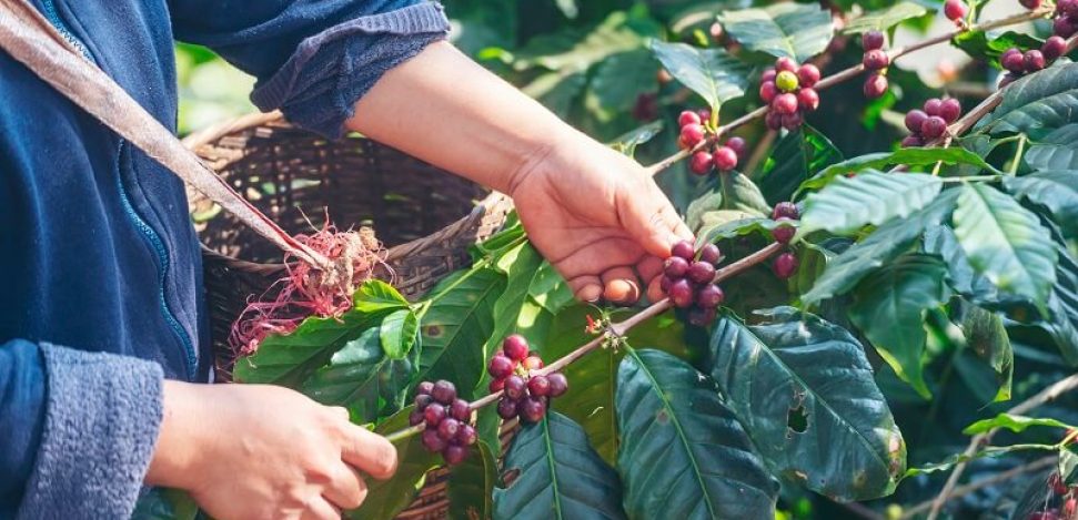 Guía de viaje sobre la ruta del café en Colombia