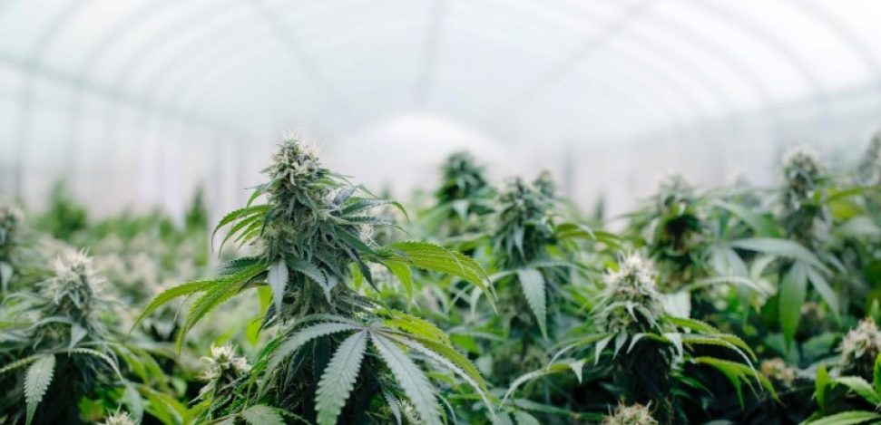Master the art of indoor marijuana cultivation with our comprehensive guide