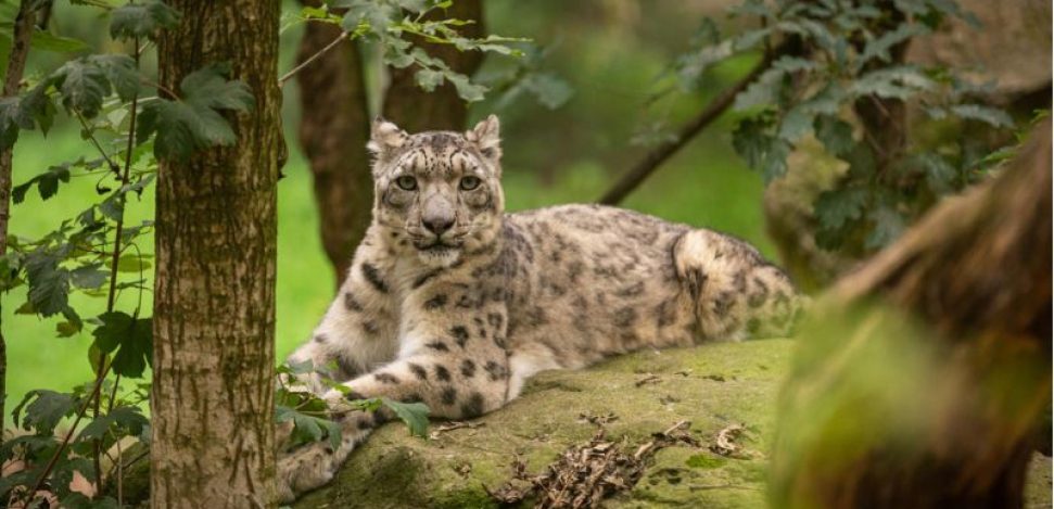 Leopardo de las Nieves en peligro de extinción: dónde vive y por qué está en peligro.