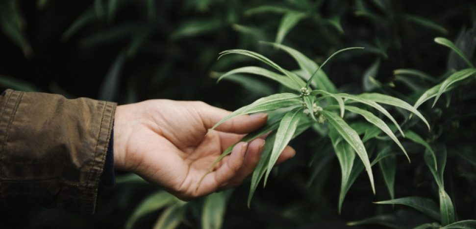 Tipps zur Vermeidung von Lichtverschmutzung auf Ihrer Cannabispflanze