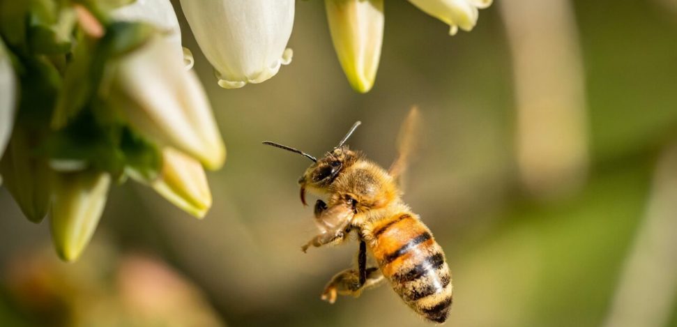 Aprender sobre o perigo da extinção das abelha.