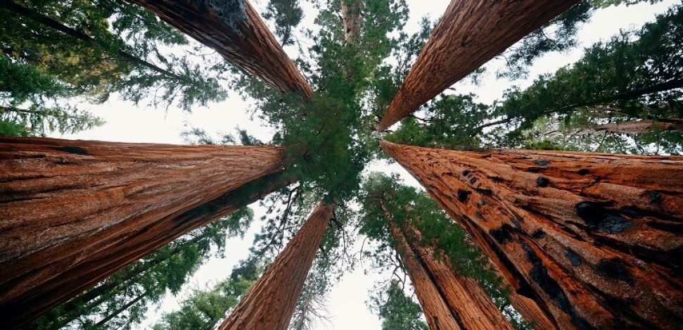 Descubra o parque nacional gigante de Sequoia, um paraíso único.