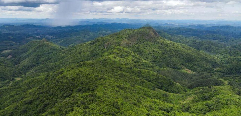 Importância da floresta amazônica para o Brasil