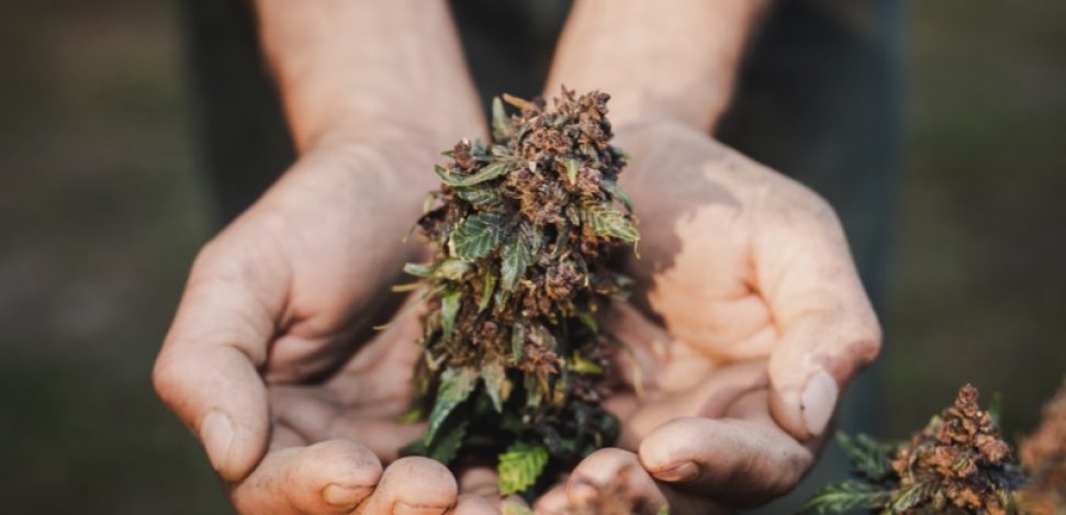 Find out all about the freeze-drying weed method.